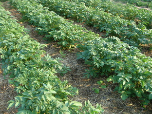 Неприятная правда о околоприродных методах от "природника" с опытом