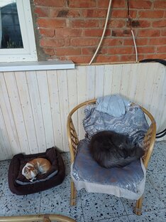 Из жизни кота Лорда и песика Боника