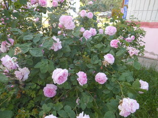 Радовальня