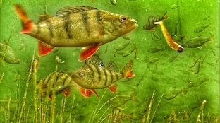 Ловим окуня по-осеннему: проверенные тактики