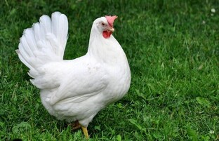 Мой птичий дворик .