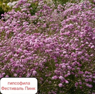 Гипсофила Метельчатая.