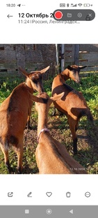 Моя живность