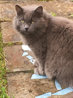 Братья наши меньшие.