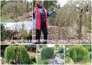 ФОРМИРУЕМ КРОНУ ИВЫ ПЕНДУЛА