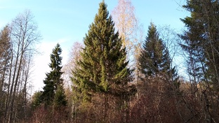 летом у дома