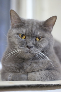 Котики, котики, котики