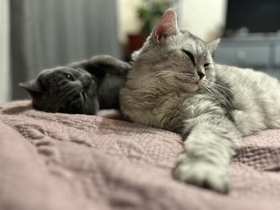 Удивительные кошки