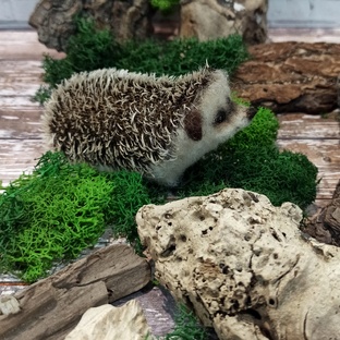 Ёжики валяные