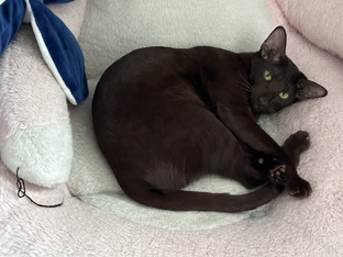 Добби🐈‍⬛