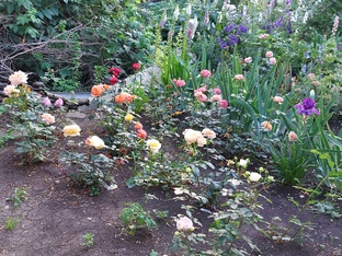 Молодые и новые розы моего сада.