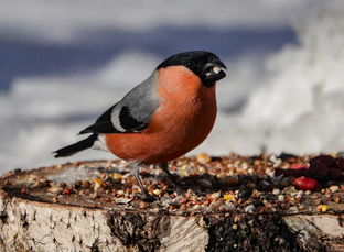 Зима и птицы