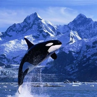 Косатка: хищник океана с разумом и стратегией