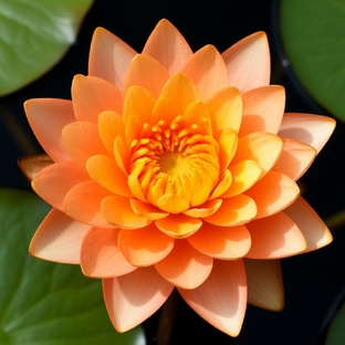 Осознанность 