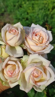 Мадам Анизет (Madame Anisette)