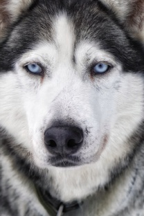 К а л е р и я 