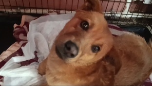 Стёпа Степашка 