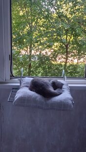 Кошки 
