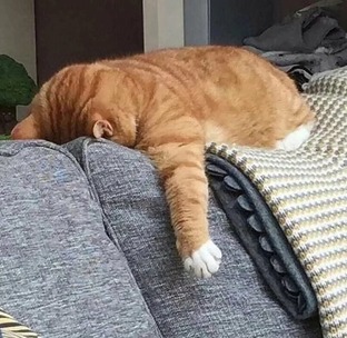 Вариации без темы