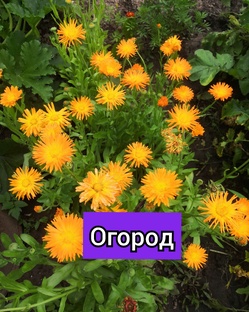 огород