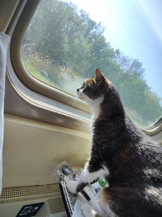 Поездки и прогулки