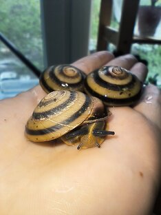 Виды улиток