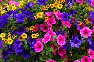 Цветы цветочки 💐🌹🌺