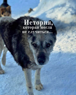 Серенький. Когда шансов не было: история пса, который выжил. 