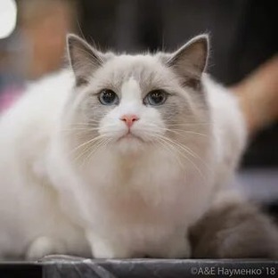 Кошарики
