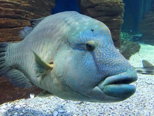 Интересные факты