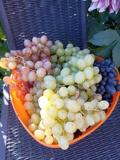 Дача, сад, огород