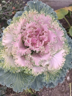 Дача с нуля