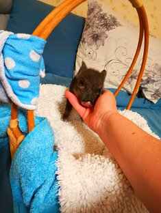 Плата за усыновление свиньи!