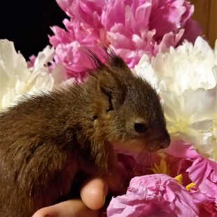 Бельчонок Тёпа