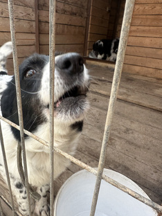 Интервью с питомцами приюта Хвостатое Счастье
