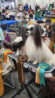 Выставка собак