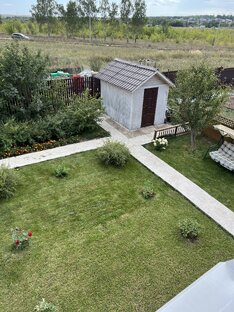 Желтая слива