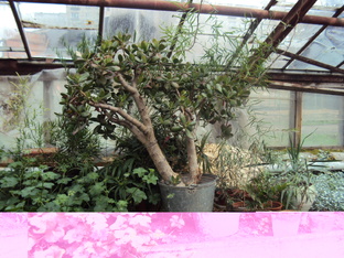 Выращивание "денежного дерева"  и его сортов.