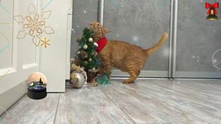 Новогодние Приключения Кота Фени и Феникса