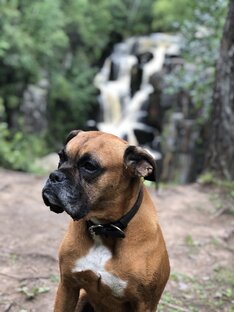 Собака путешественница