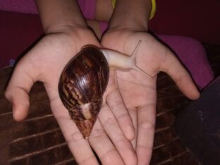 Разные живности, наши любимки