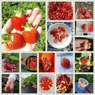 🍓🍓🍓
