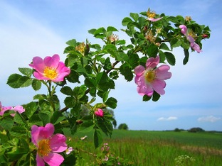 ОЗЕЛЕНЕНИЕ