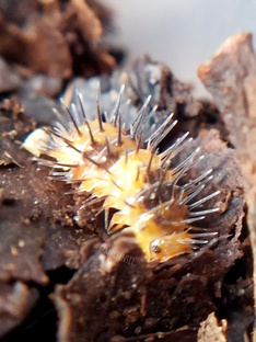 Laureola sp. {Durian Spiky/Croceus}