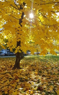 Осень не повод для грусти🍁🌿