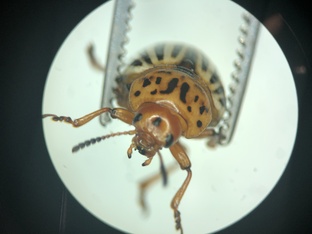 ТОП 15 Вредителей