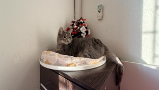 Котики