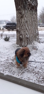 Снегопад и утренняя прогулка Бони.