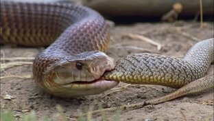 Битвы животных