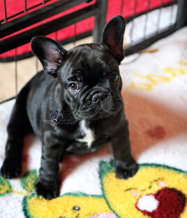 Помёт «Я» 7.02.2024  